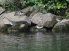 Flussuferläufer, Auenpark, 26.07.2023, Foto: N. Pitrowski