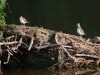 Flussuferläufer, Radbodsee, 26.07.2023, Foto: N. Pitrowski