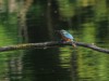 Eisvogel, Auenpark, 26.07.2023, Foto: N. Pitrowski