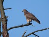 Mäusebussard, Westhusen, 11.08.2023, Foto: N. Pitrowski