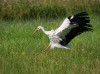 Weißstorch, Auenpark, 11.08.2023, Foto: N. Pitrowski