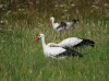 Weißstorch, Auenpark, 11.08.2023, Foto: N. Pitrowski