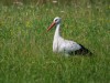 Weißstorch, Auenpark, 11.08.2023, Foto: N. Pitrowski