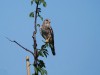 Turmfalke, Auenpark, 11.08.2023, Foto: N. Pitrowski