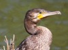 Kormoran, Neue Lippe, 11.08.2023, Foto: N. Pitrowski