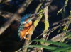 Eisvogel, Auenpark, 20.09.2023, Foto: N. Pitrowski