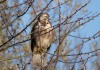 Maeusebussard, Ahseaue Sueddinker, 03.12.2023, Foto: A. Langer