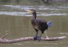 Kormoran im Auenpark, 06.01.2024, Foto: A. Langer