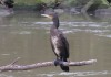 Kormoran im Auenpark, 06.01.2024, Foto: A. Langer