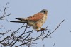 Turmfalke auf Ansitz, Auenpark, 28.02.2024, Foto: G. Zosel