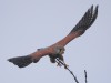 Turmfalke, Auenpark, 03.03.2024, Foto: N. Pitrowski