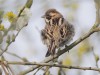 Rohrammer, Haarensche Heide, 19.03.2024, Foto: N. Pitrowski