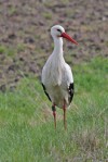 Weißstorch, Haarensche Heide, 20.03.2024, Foto. G. Zosel