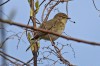 Zilpzalp, Haarensche Heide, 20.03.2024, Foto. G. Zosel