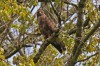 Mäusebussard, Auenpark, 08.4.24, Foto: G. Zosel