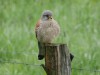 Turmfalke, Auenpark, 17.04.2024, Foto: N. Pitrowski