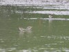 Kampfläufer und Flussregenpfeifer, Auenpark, 17.04.2024, Foto: N. Pitrowski