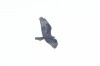 Wespenbussard, Ostünnen, 20.05.2024, Foto: L. Köhler