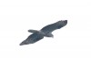 Wespenbussard, Ostünnen, 20.05.2024, Foto: L. Köhler
