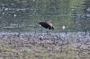 Kiebitz (Jungvogel), Haarensche Heide, 13.05.2024, Foto: G. Zosel