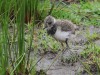 Kiebitz (pulli), Haaarensche Heide, 06.05.2024, Foto: N. Pitrowski