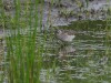 Bruchwasserläufer, Haaarensche Heide, 06.05.2024, Foto: N. Pitrowski