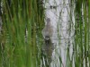 Bruchwasserläufer, Haaarensche Heide, 06.05.2024, Foto: N. Pitrowski