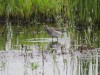 Bruchwasserläufer, Haaarensche Heide, 06.05.2024, Foto: N. Pitrowski