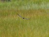 Baumfalke, Haarensche Heide, 15.05.2024, Foto: N. Pitrowski