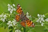 Landkärtchen, Uentroper Wald, 09.05.2024, Foto: G. Zosel