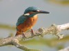 Eisvogel, Radbodsee, 18.07.2024, Foto: N. Pitrowski