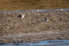 Flussregenpfeifer, NSG Tibaum, 19.03.2025, Foto: H. Backhove