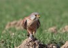 Turmfalke (m) bei Wambeln, 19.03.2025, Foto: A. Langer