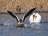 Höckerschwan und Graugans, NSG Tibaum, 12.04.2025, Foto: N. Pitrowski