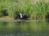 Weißbart-Seeschwalbe, Scheringteiche, 13.05.2025, Foto: N. Pitrowski