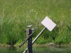 Weißbart-Seeschwalben, Scheringteiche, 13.05.2025, Foto: N. Pitrowski