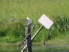 Weißbart-Seeschwalben, Scheringteiche, 13.05.2025, Foto: N. Pitrowski
