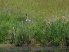 Trauerseeschwalbe, NSG Tibaum, 16.05.2025, Foto: N. Pitrowski