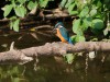 Eisvogel, Radbodsee, 11.06.2025, Foto: N. Pitrowski