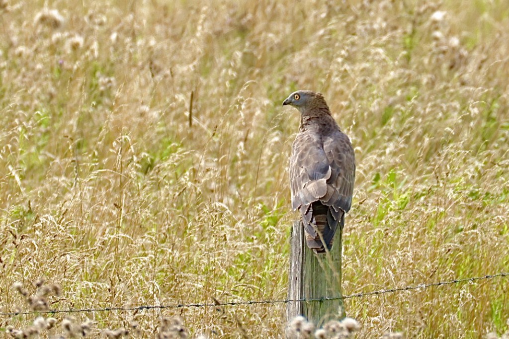 Wespenbussard, NSG Schlagmersch, 05.08.2025, Foto: L. Köhler