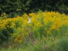 Zwergseeschwalbe, Scheringteiche, 16.08.2025, Foto: N. Pitrowski