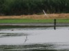Zwergseeschwalbe, Scheringteiche, 16.08.2025, Foto: N. Pitrowski