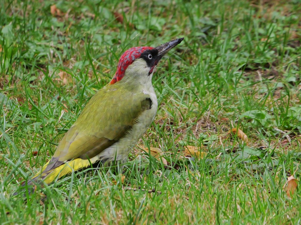 Grünspecht, Zentralfriedhof Hövel, 10.09.2025, Foto: N. Pitrowski