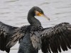 Kormoran, NSG Tibaum, 18.10.2025, Foto: N. Pitrowski Kormoran, NSG Tibaum, 18.10.2025, Foto: N. Pitrowski