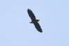 Seeadler, Hamm Mark, 22.03.2026, Foto: L. Köhler