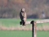 Mäusebussard, Klostermühlenweg, 09.13.2026, Foto: N. Pitrowski
