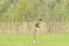 Rohrweihe, Gut Sternholz, 03.05.2026, Foto: L. Köhler