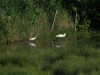 Seidenreiher und Löffler, Muschelteich, 25.05.2026, Foto: N. Pitrowski