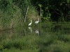 Seidenreiher und Löffler, Muschelteich, 25.05.2026, Foto: N. Pitrowski