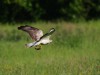 Mäusebussard, Muschelteich, 25.05.2026, Foto: N. Pitrowski